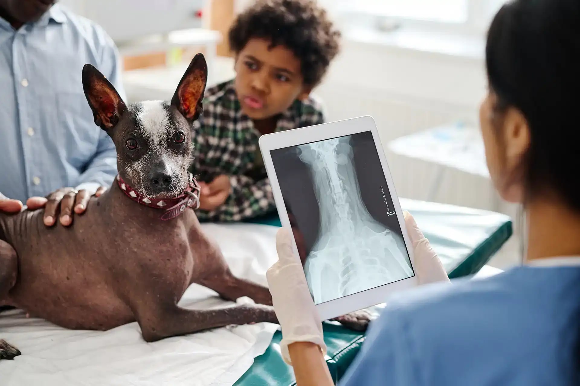 Veterinary Diagnostics Market Outlook: Rising Pet Healthcare Demand and Growth Opportunities