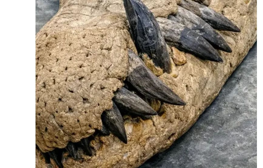 A skull of a Sea-Rex pliosaur was found off the coast of England.
