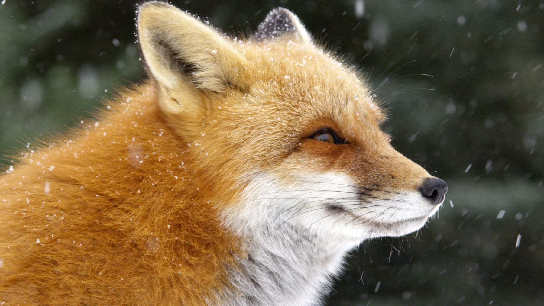 are foxers more similar to dogs or cats