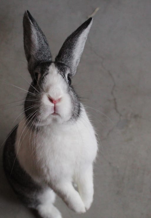 The Truth About Having a Pet Rabbit Petlife