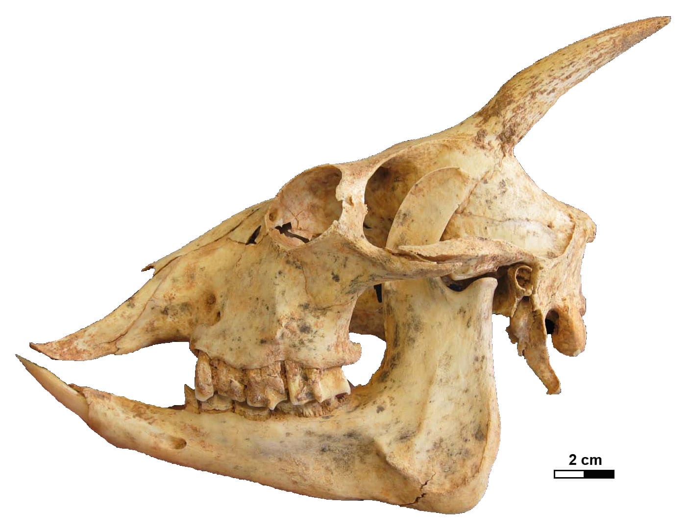 The Cold-Blooded Mammal Humans Drove to Extinction | Petlife The Cold-Blooded Mammal Humans Drove to Extinction | Petlife