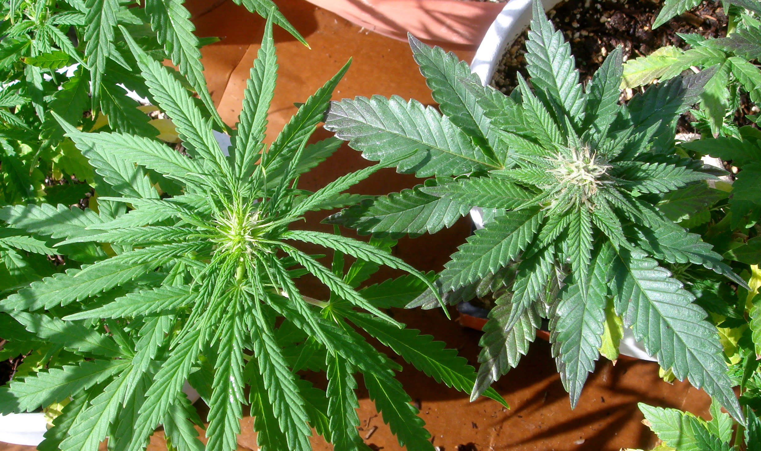 Sativa Vs Indica Potent
