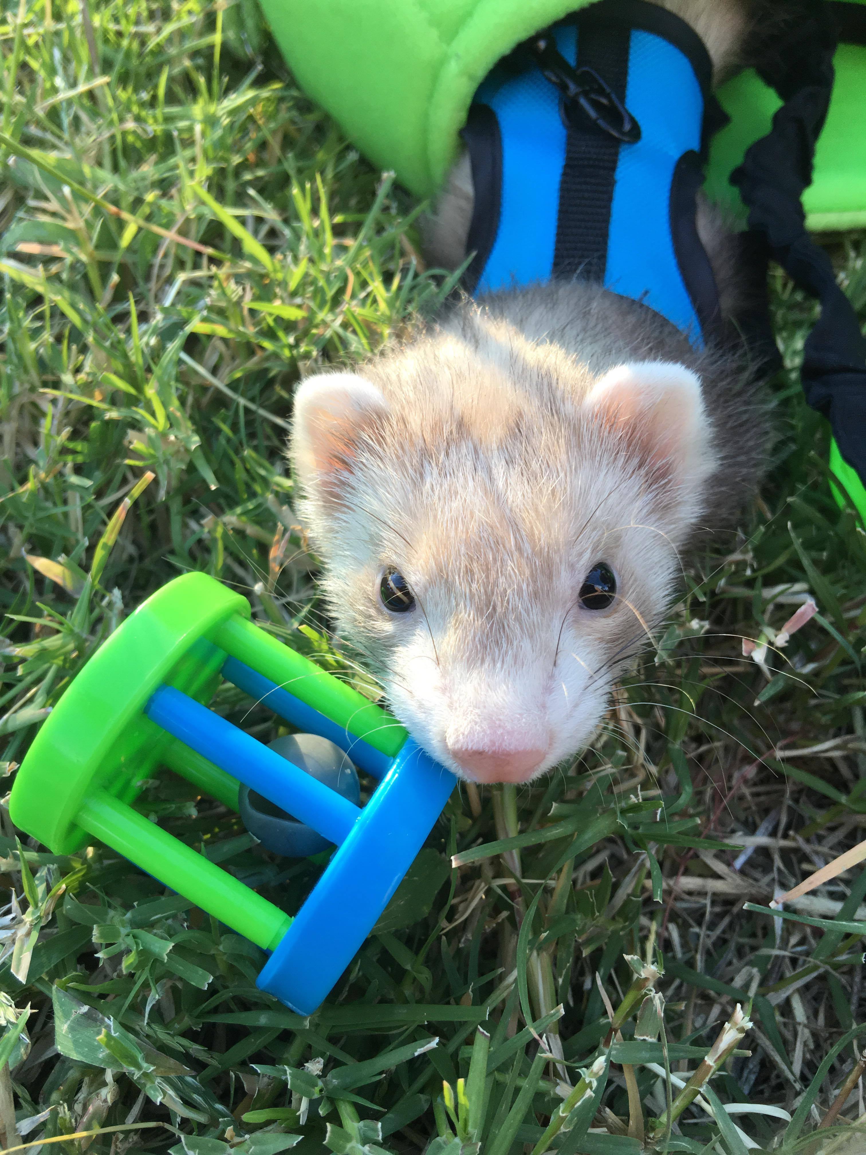 Baby Ferrets and What You Need to Know Petlife