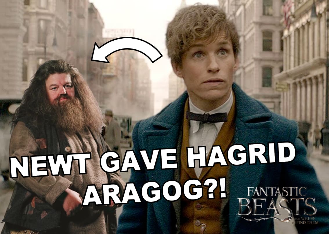 'Fantastic Beasts' Theory Did Newt Scamander Give Aragog to Hagrid