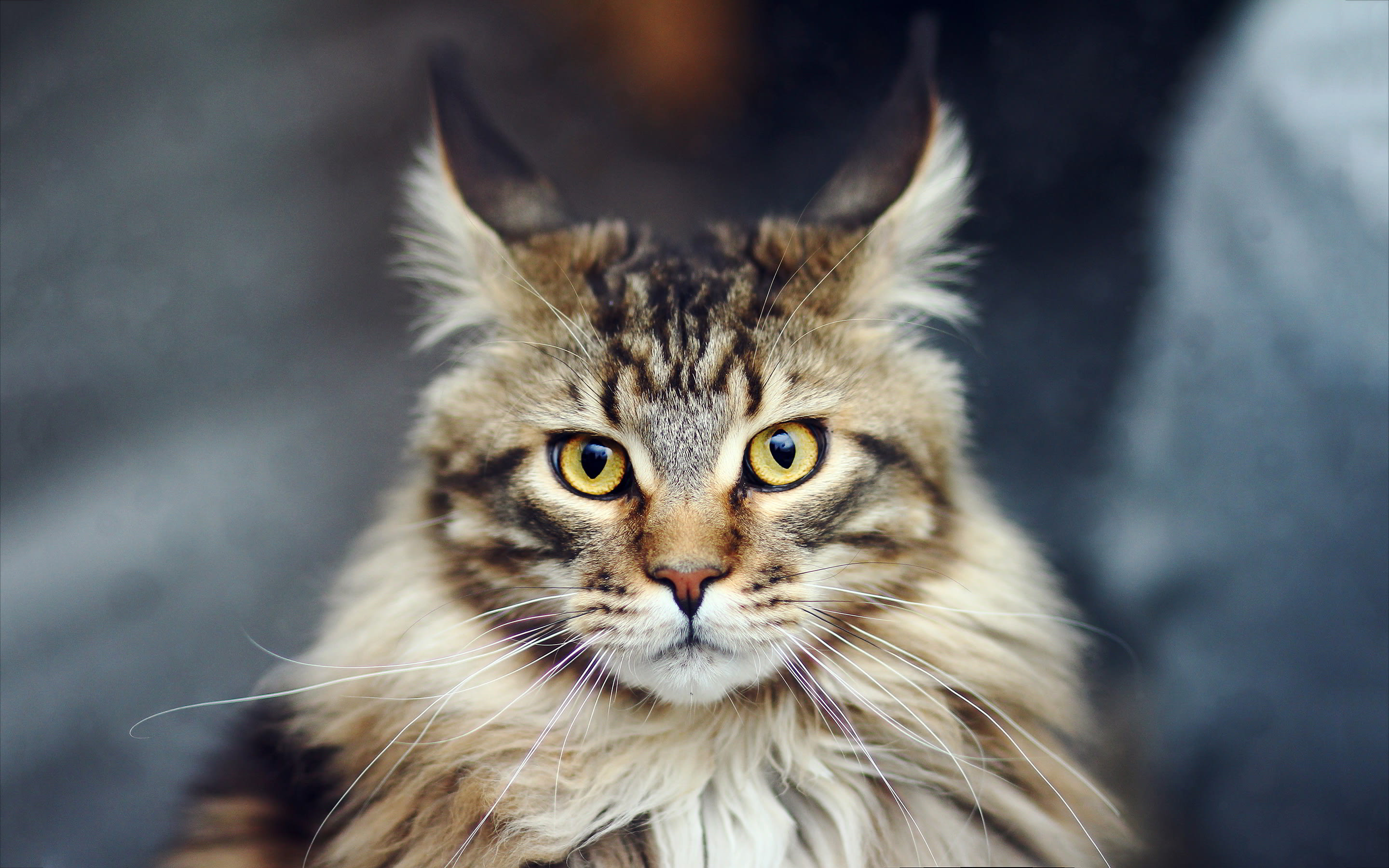 The Cutest Cat Breeds: 14 Cats You'll Definitely Want to Snuggle