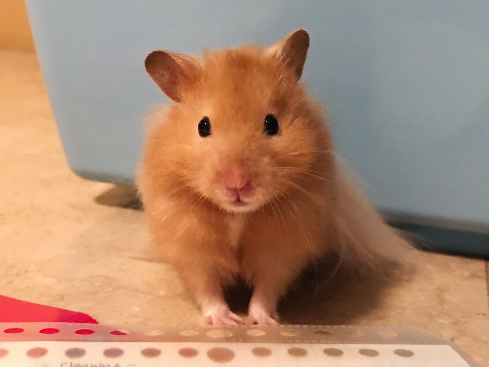 How To Play With Your Syrian Hamster At Savannah Eades Blog How To Play With Your Syrian Hamster At Savannah Eades Blog