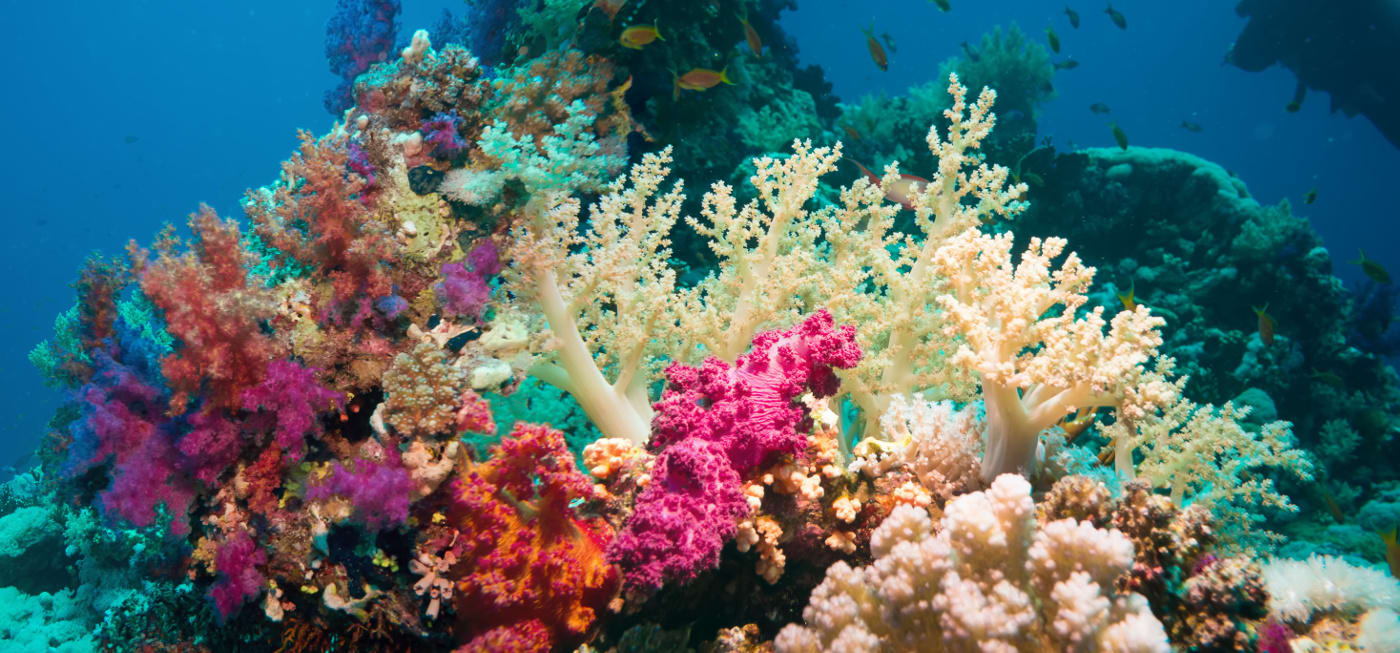 Ocean Habitats | Petlife