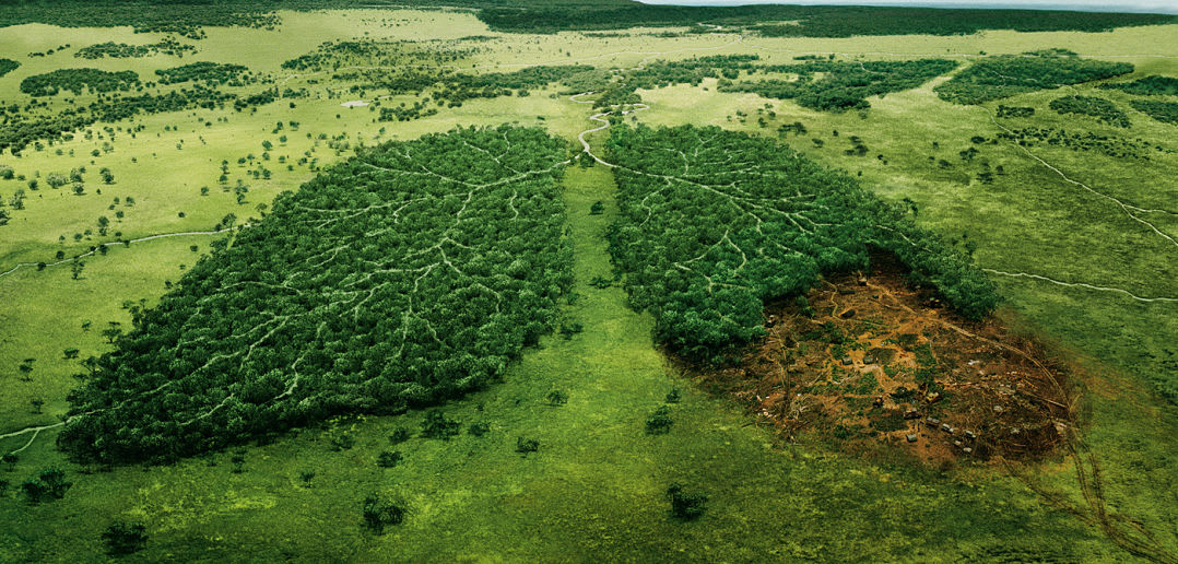 Deforestation—Causes, Effects, and Solutions