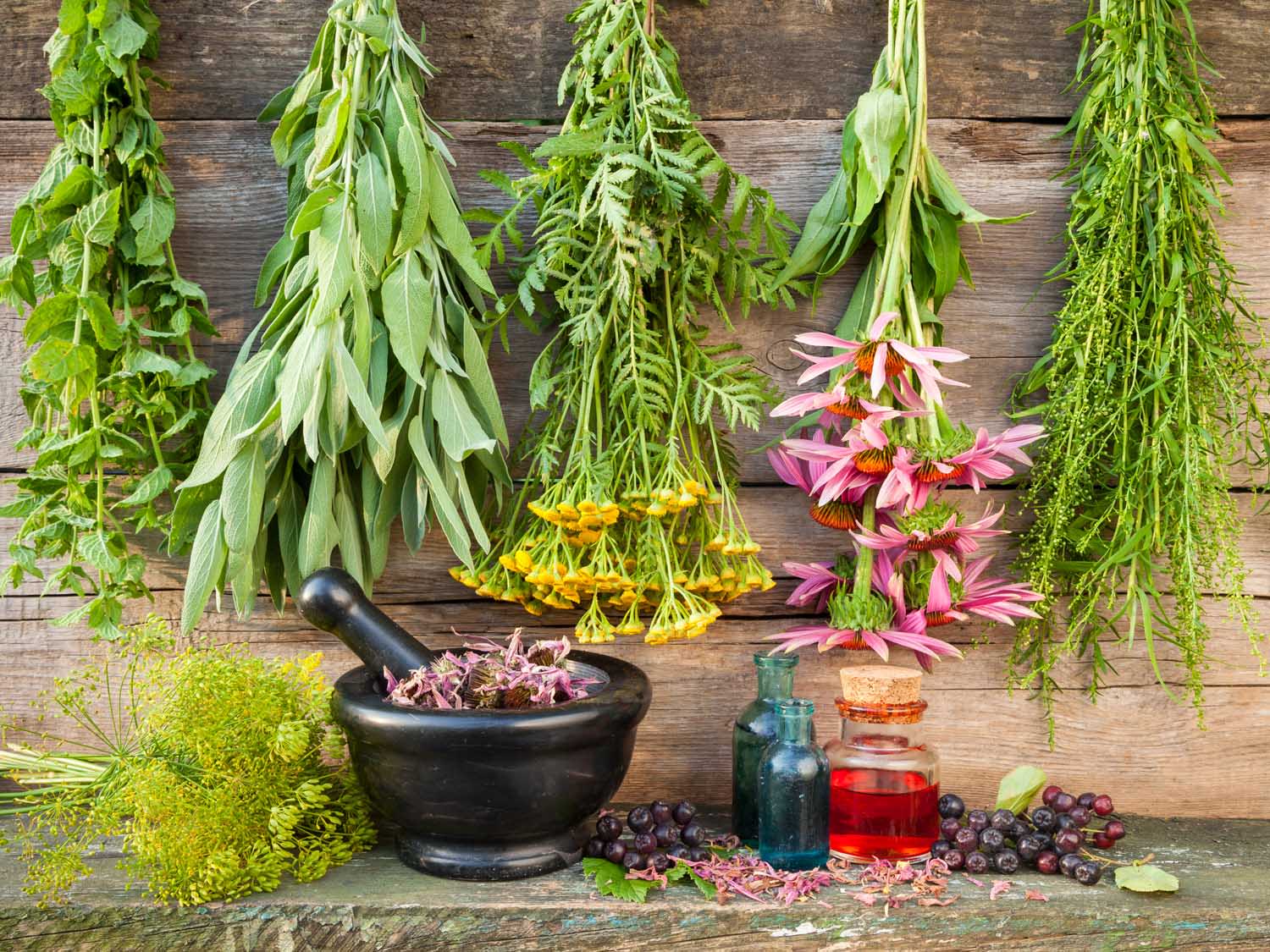 Benefits Of Botanical Medicine Longevity