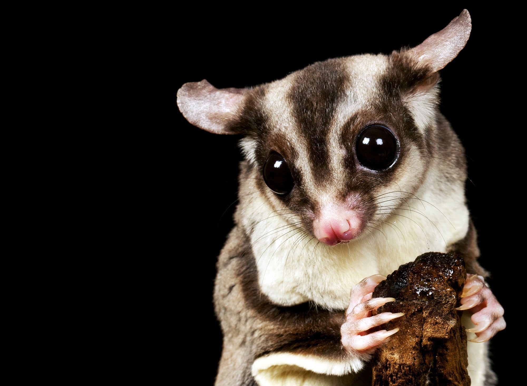 Exotic Pets What is a Sugar Glider? Petlife