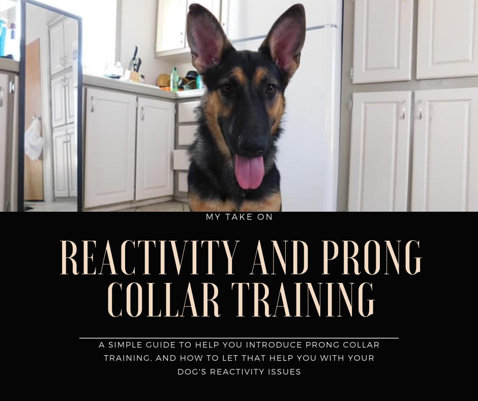 Reactivity & Prong Collar Training Petlife