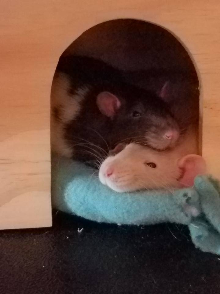 Do Rats Really Carry Disease? Petlife