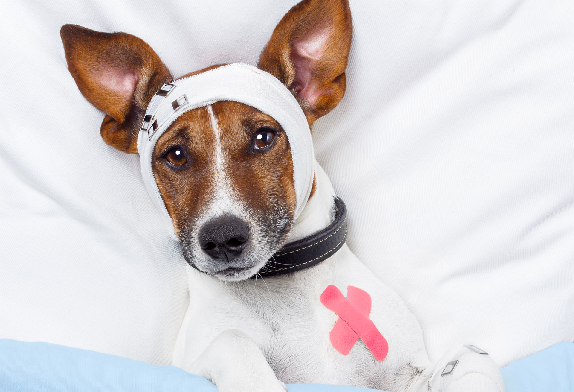 Head Injury in Dogs Symptoms 2024