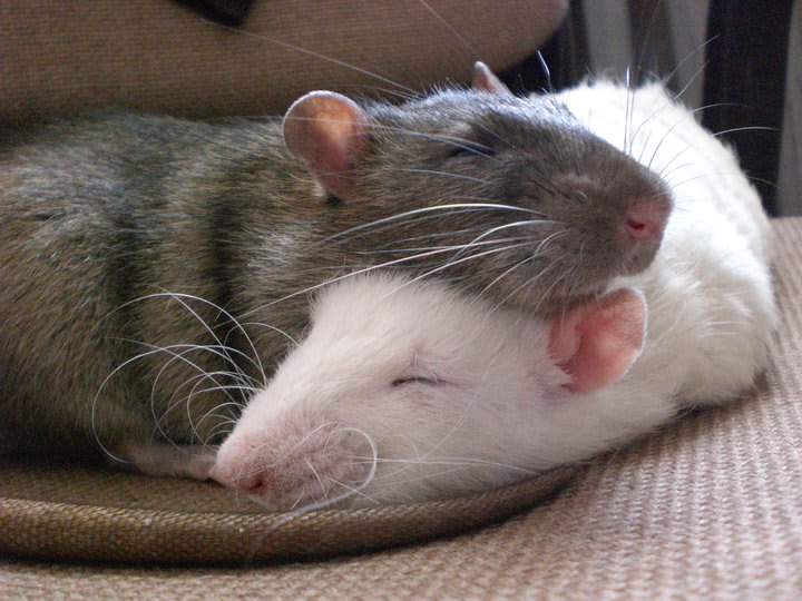 Rats Can Be Pets, Too! Petlife