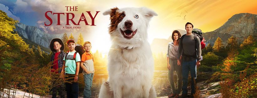Movie Review: 'The Stray' | Geeks