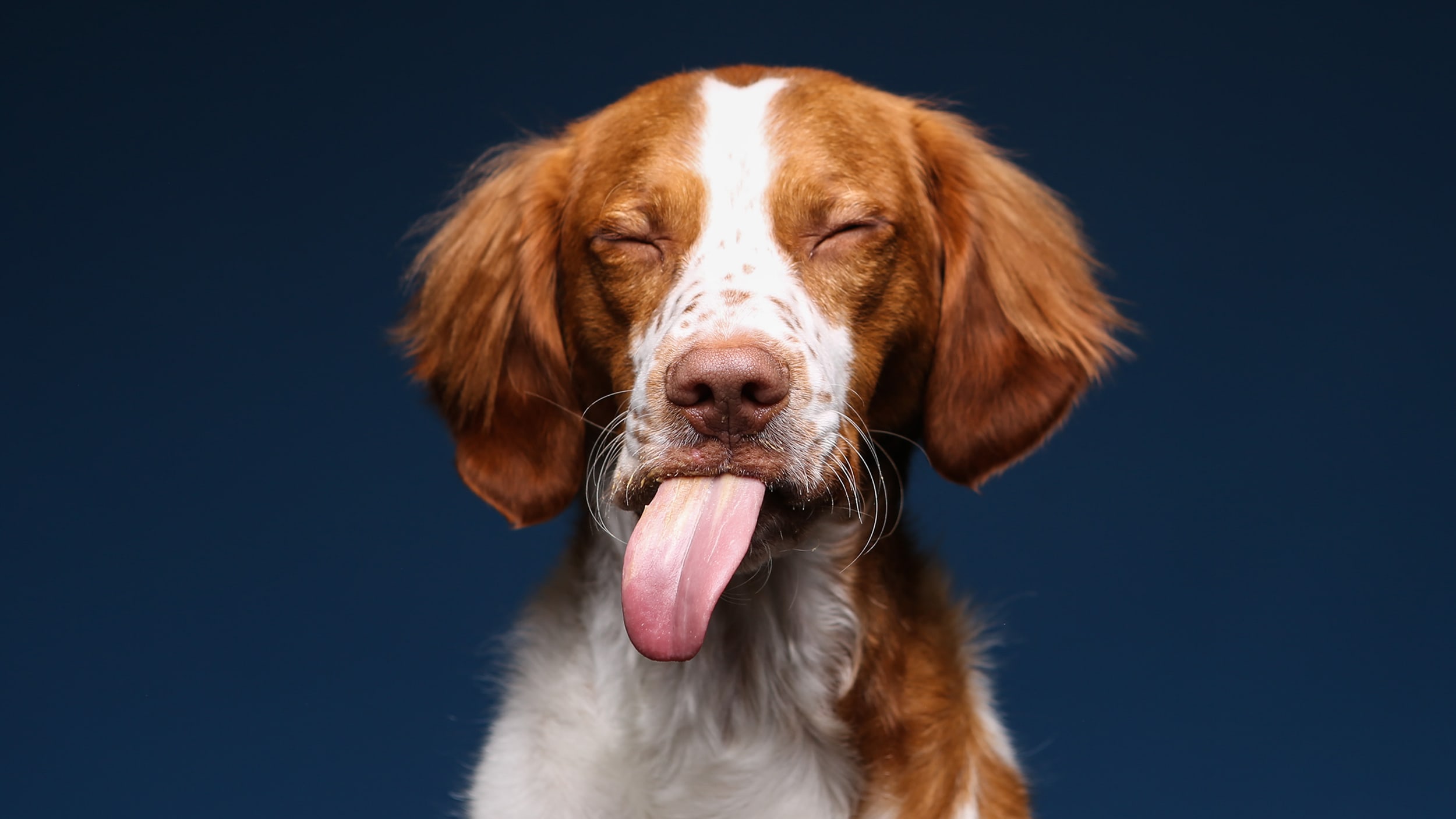 Best Pet Photographers on Instagram To Follow | Photography Best Pet Photographers on Instagram To Follow | Photography