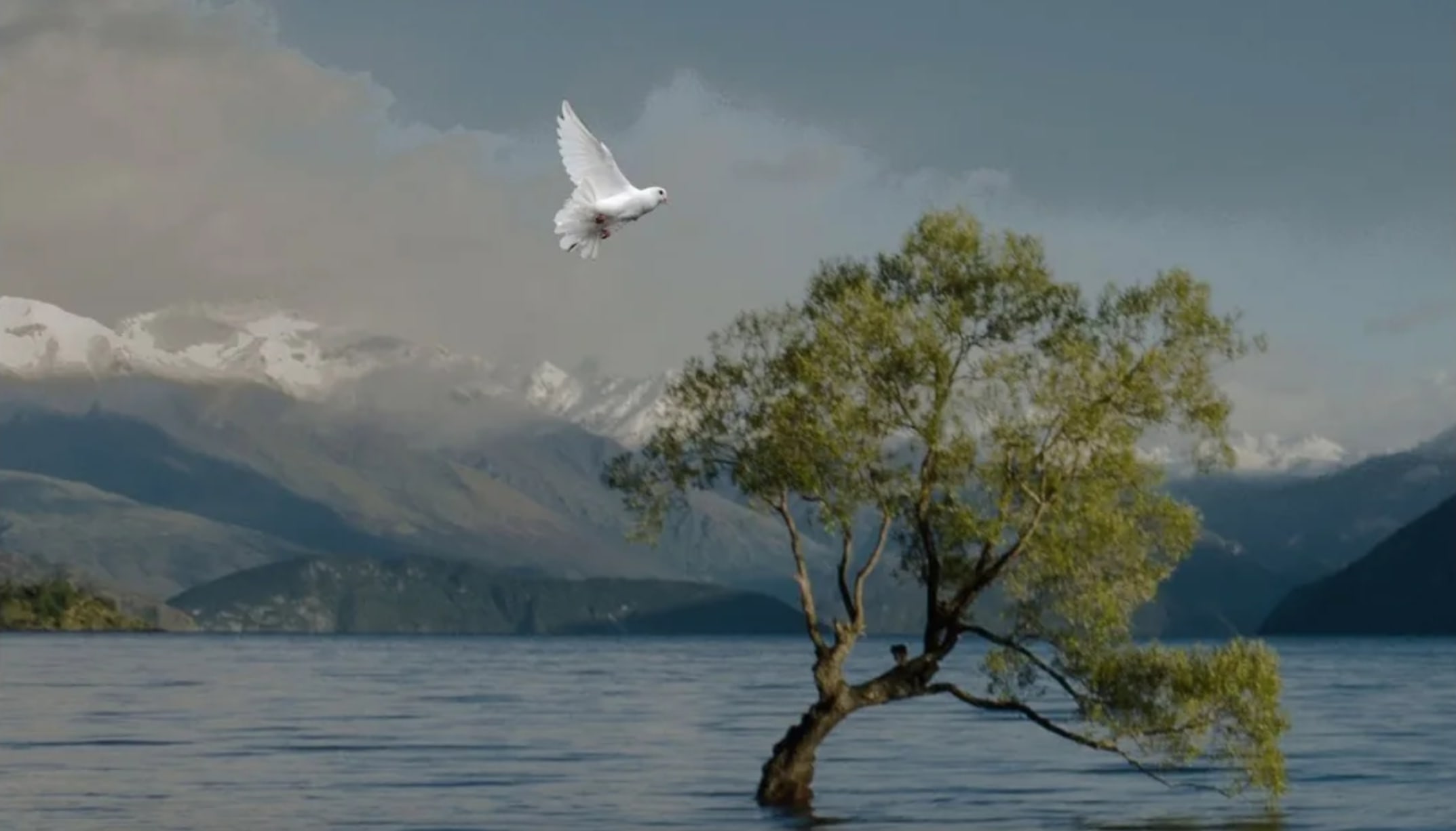 The Noah Dove | Poets