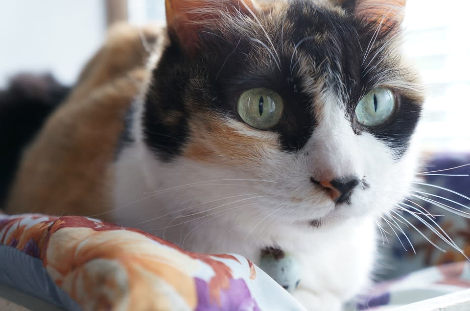 Why Are Calico Cats Usually Female? Petlife