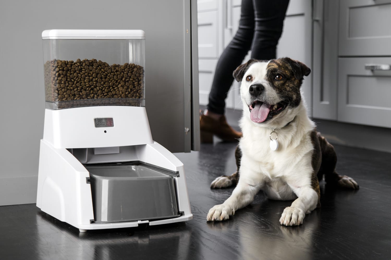 Feed the dog. Smart HD Pet Feeder pf03. Автокормушка для собак с таймером. Treat Train автокормушка. Кормушка для собак автоматическая большая.