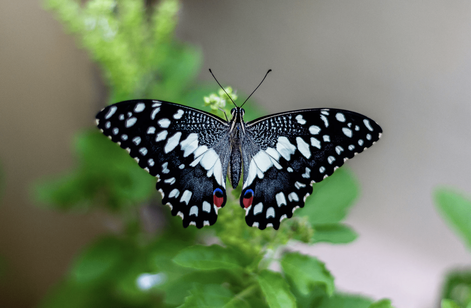 The Butterfly Effect Kindness Matters