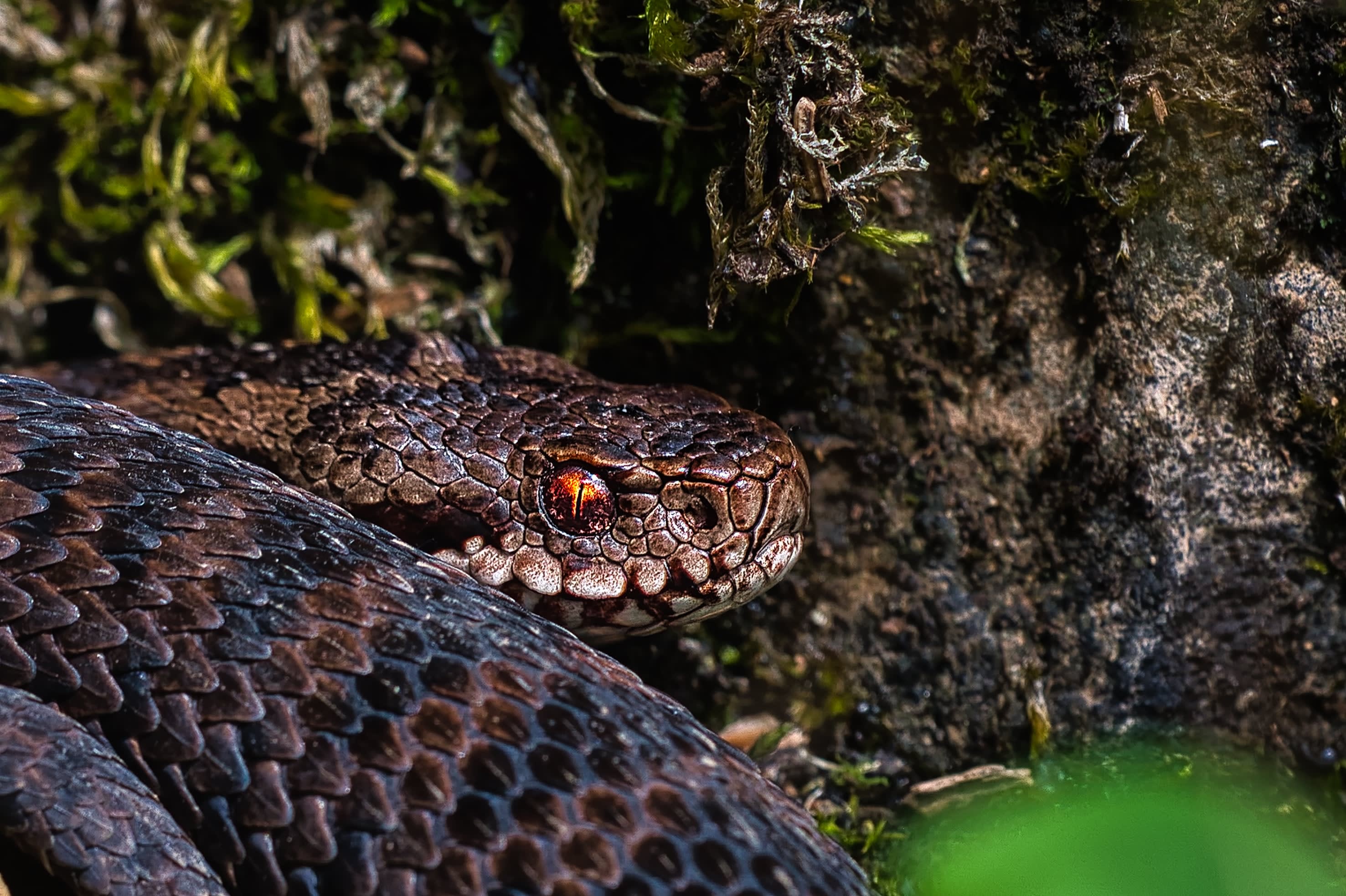 Gaboon Viper