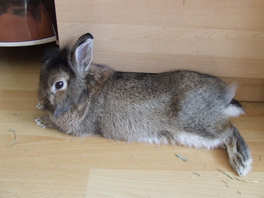 7 Things Every First Time Rabbit Owner Should Know