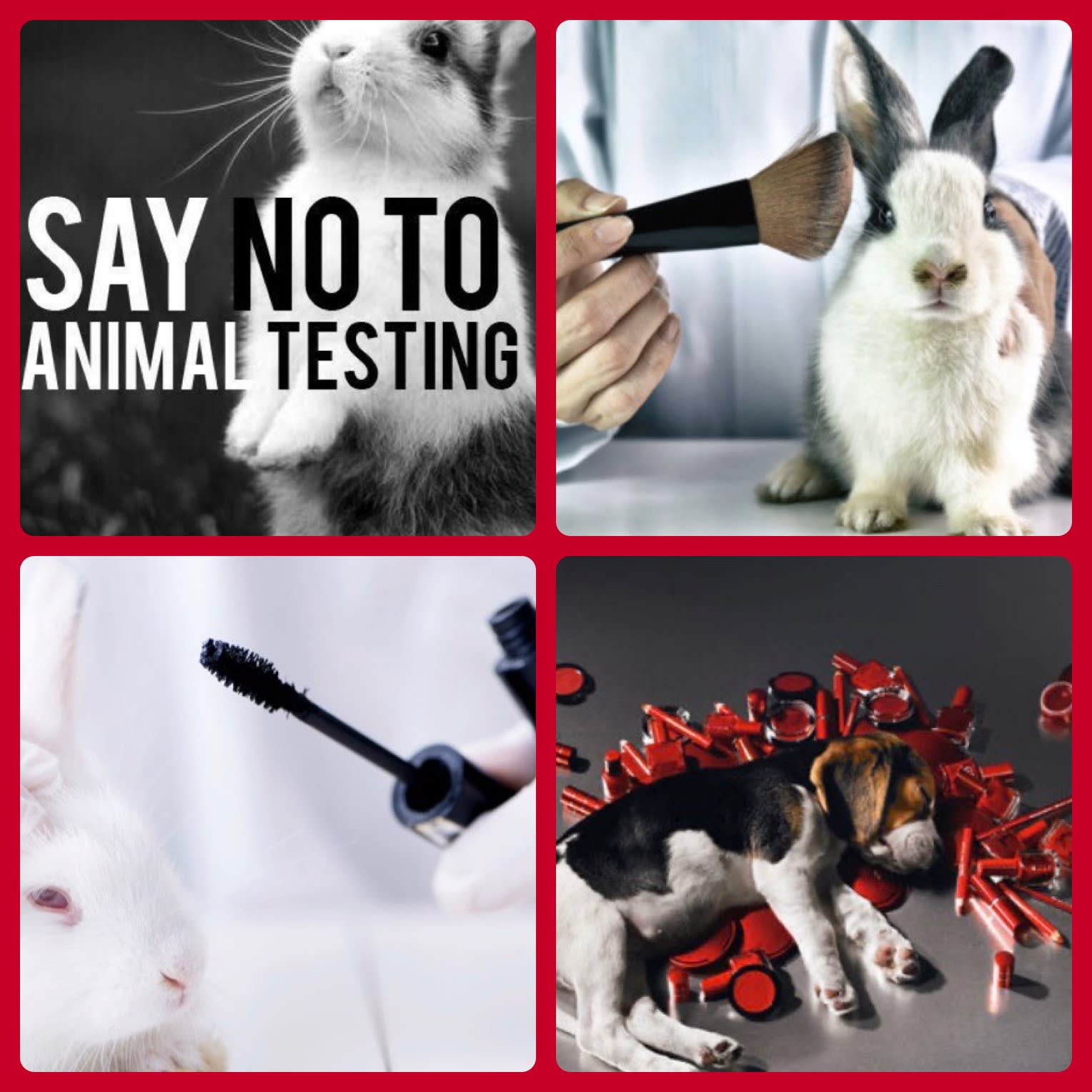 dior makeup animal testing