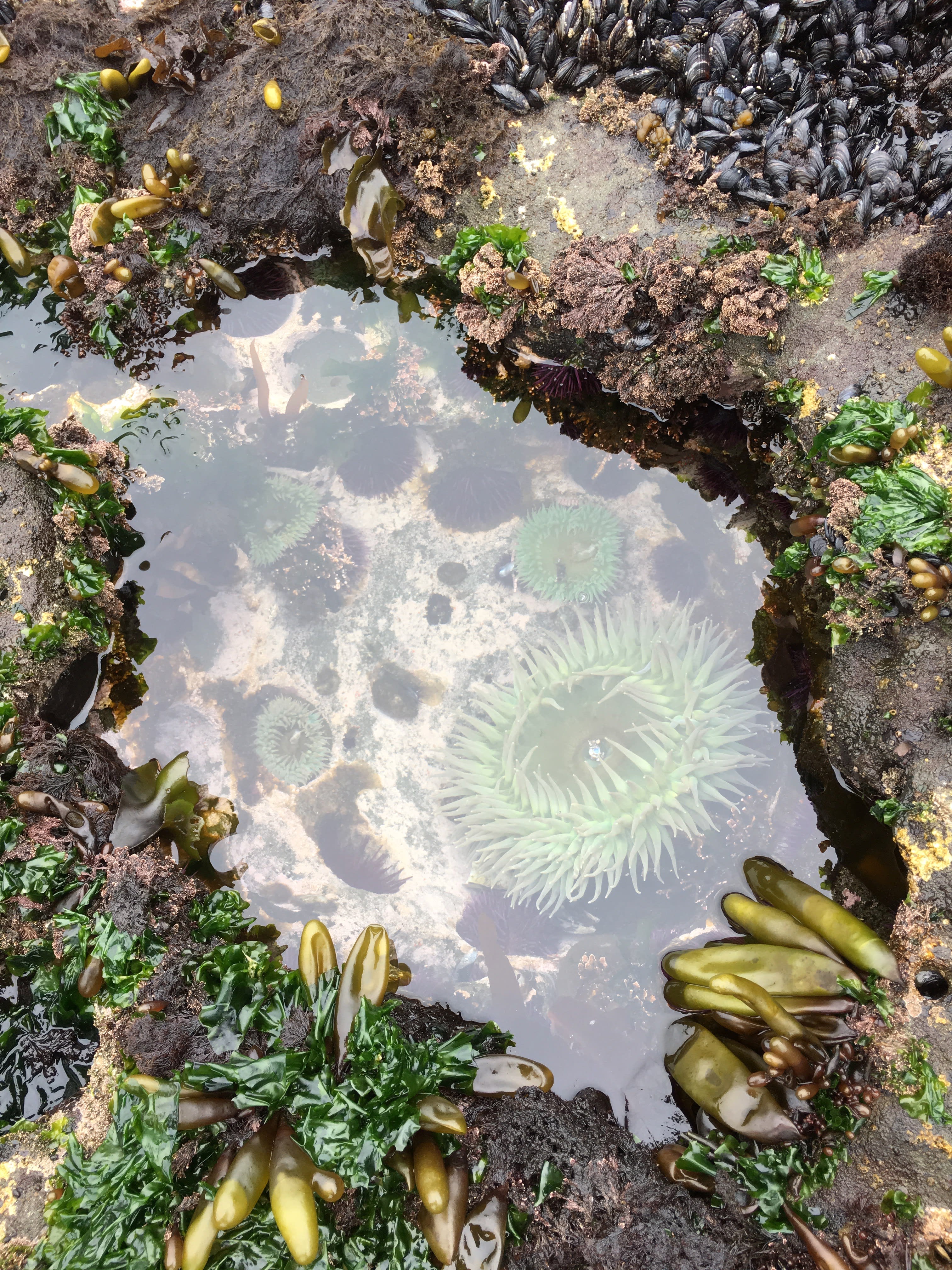 oregon tidal pools