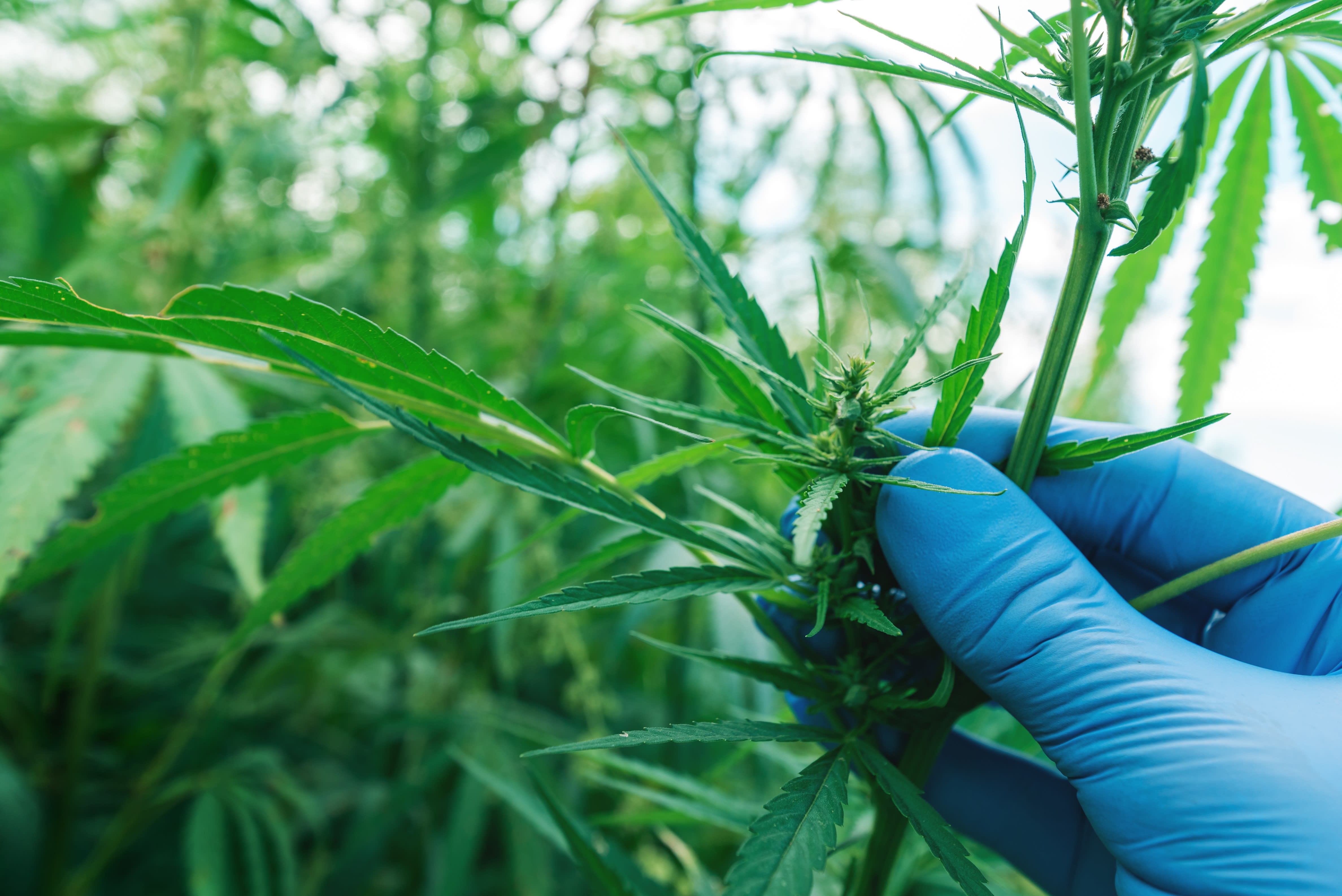 Common And Uncommon Names For Weed common-and-uncommon-names-for-weed