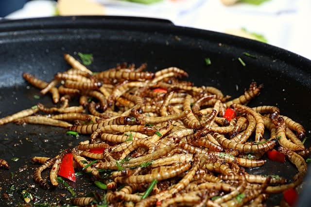 Raising Your Own Mealworm Colony Petlife - How To Prepare Mealworm Bedding Raising Your Own Mealworm Colony Petlife - How To Prepare Mealworm Bedding