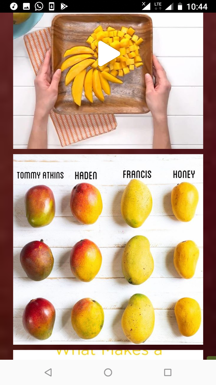 MANGO FRUIT FACTS