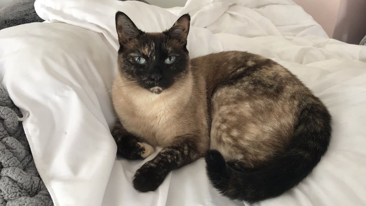 adopt siamese cat near me