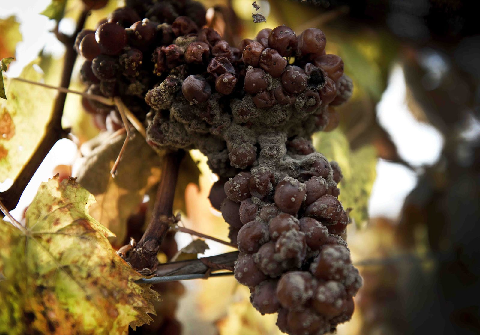 BOTRYTIS! Proof