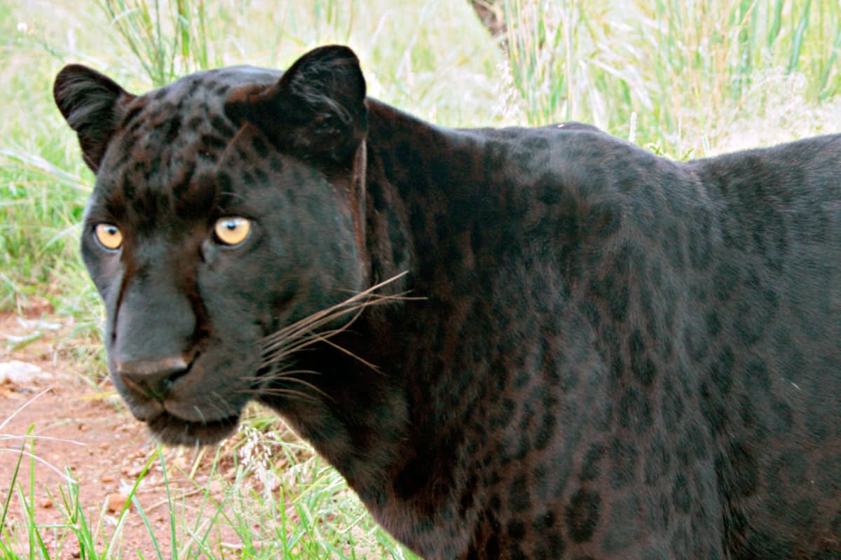 Britain s Big Cat Mystery britain-s-big-cat-mystery