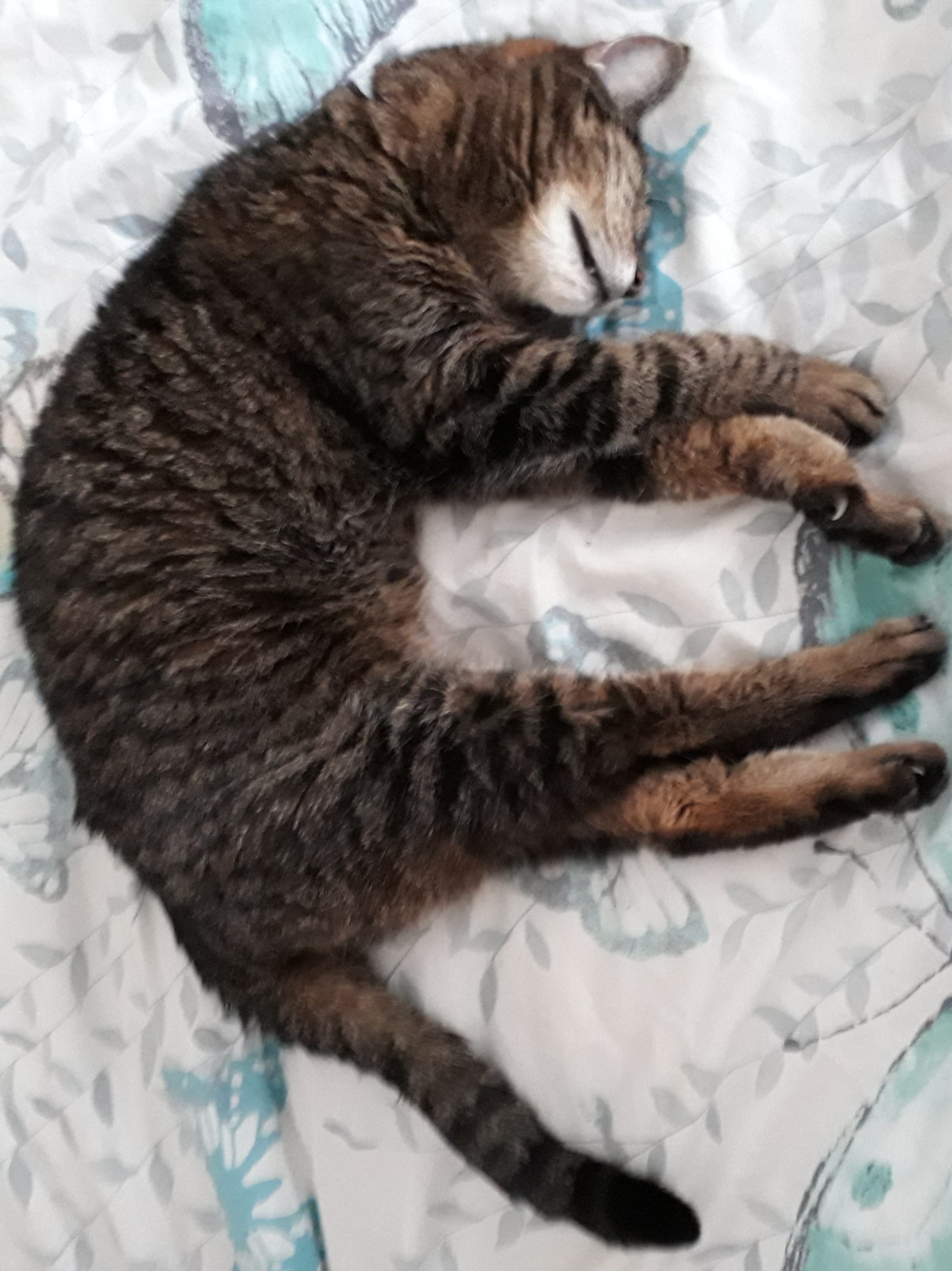 Elderly Cat Constipation Petlife