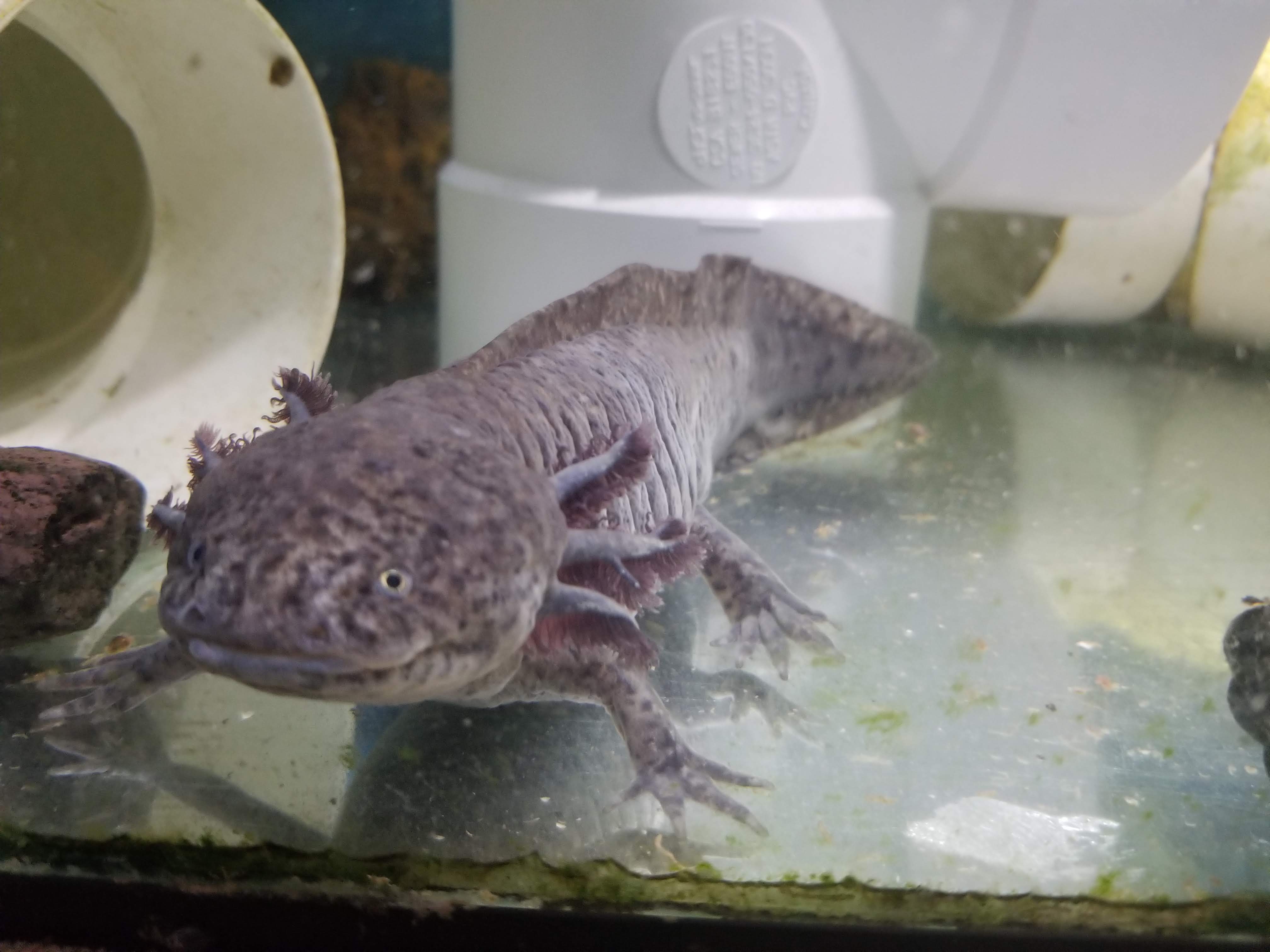 Bringing A New Axolotl Home Petlife