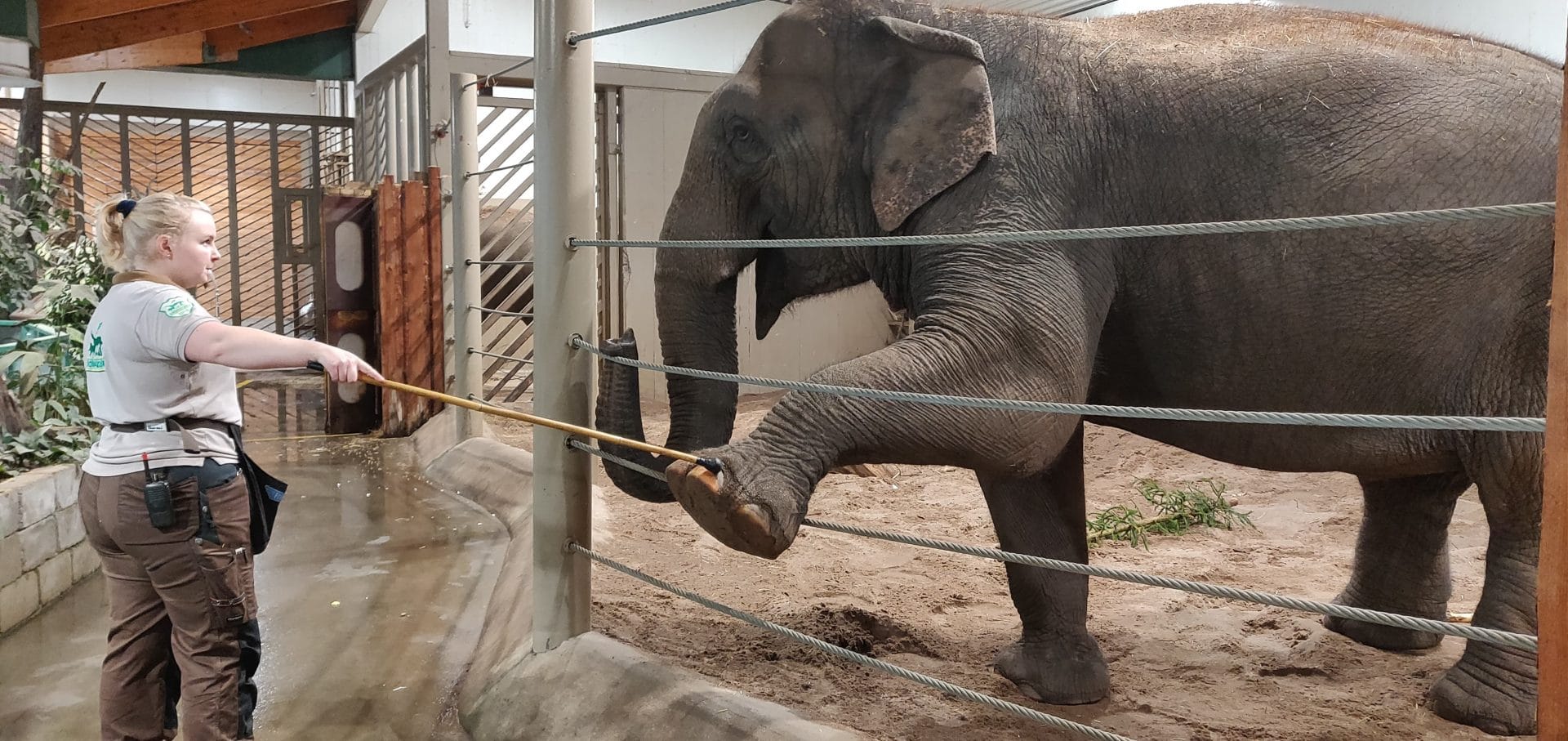 Animal Traning In The Time of COVID19 Words of Wisdom By The Welfare