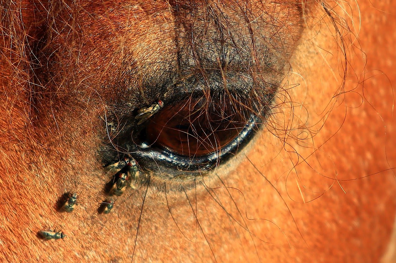 Be Prepared to Protect Your Horse From Biting Flies YearRound Petlife