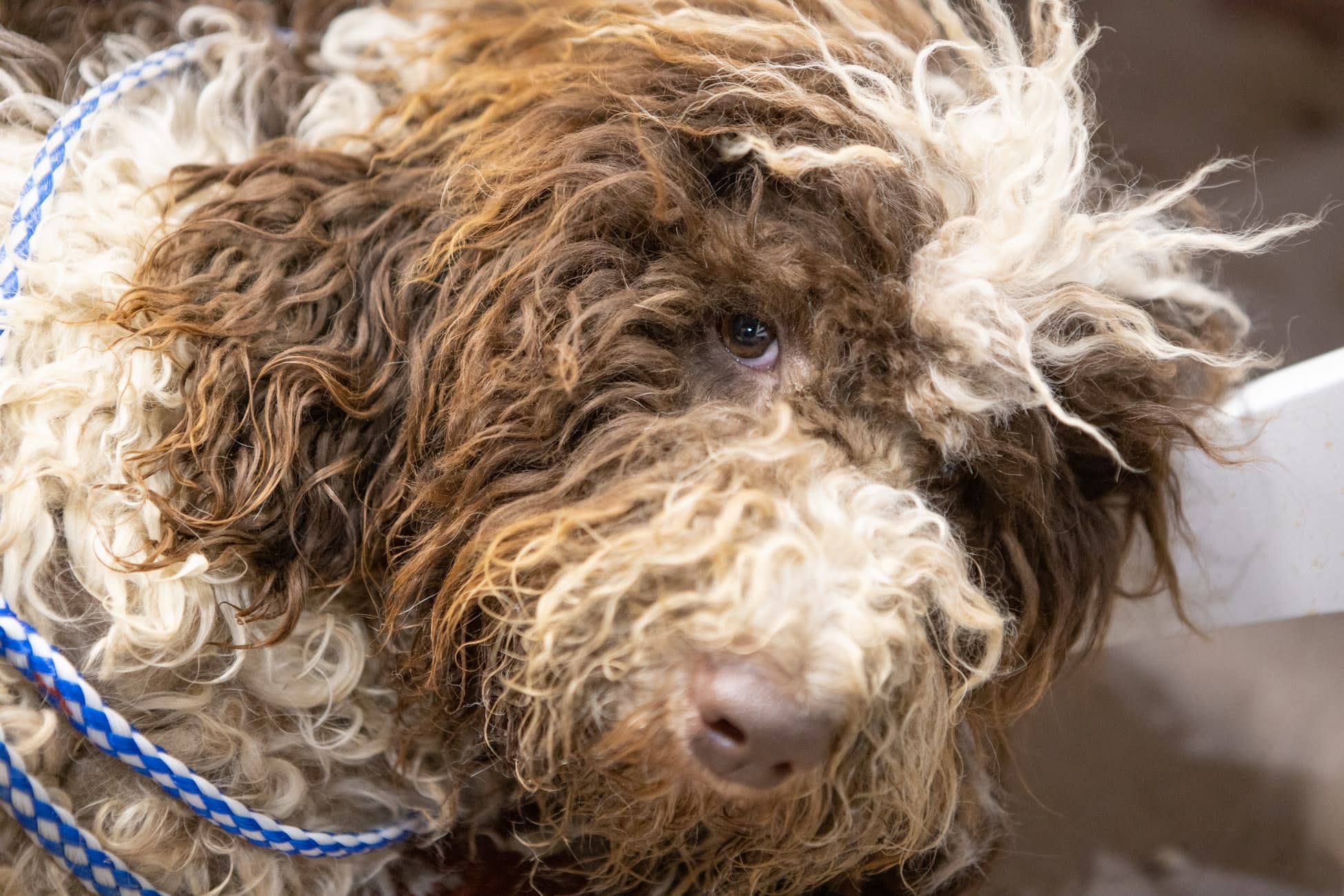 6 of the Best Shaggy Dog Stories Geeks