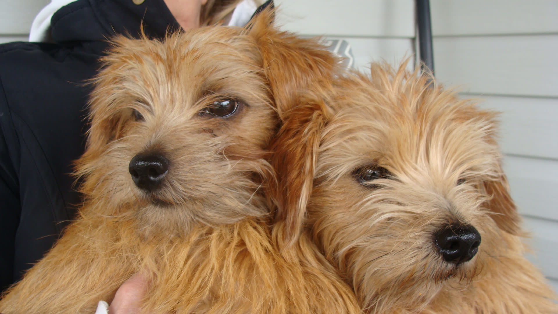 norfolk terrier mix