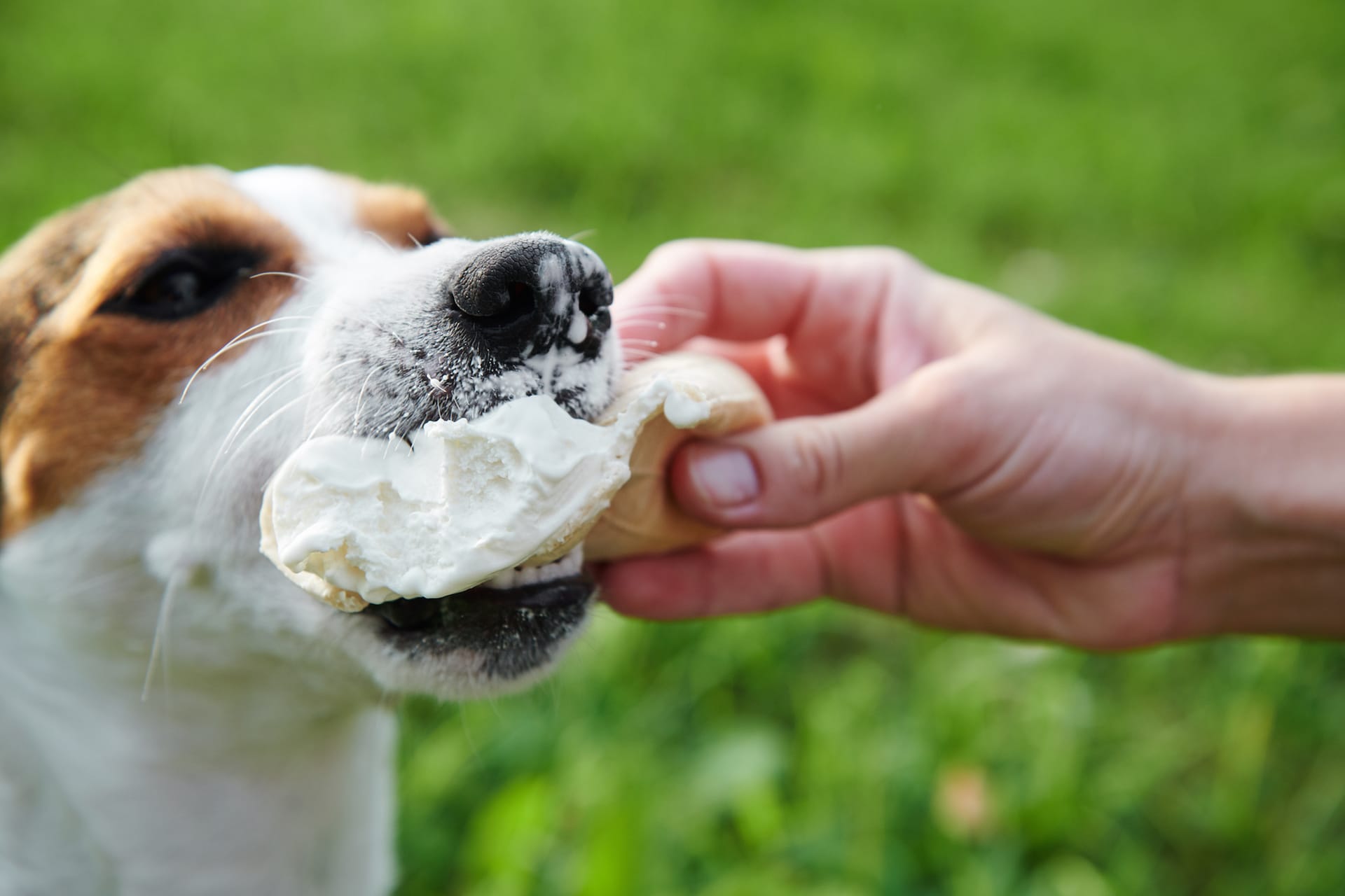 Are Table Scraps Really That Bad for Your Dog? Petlife