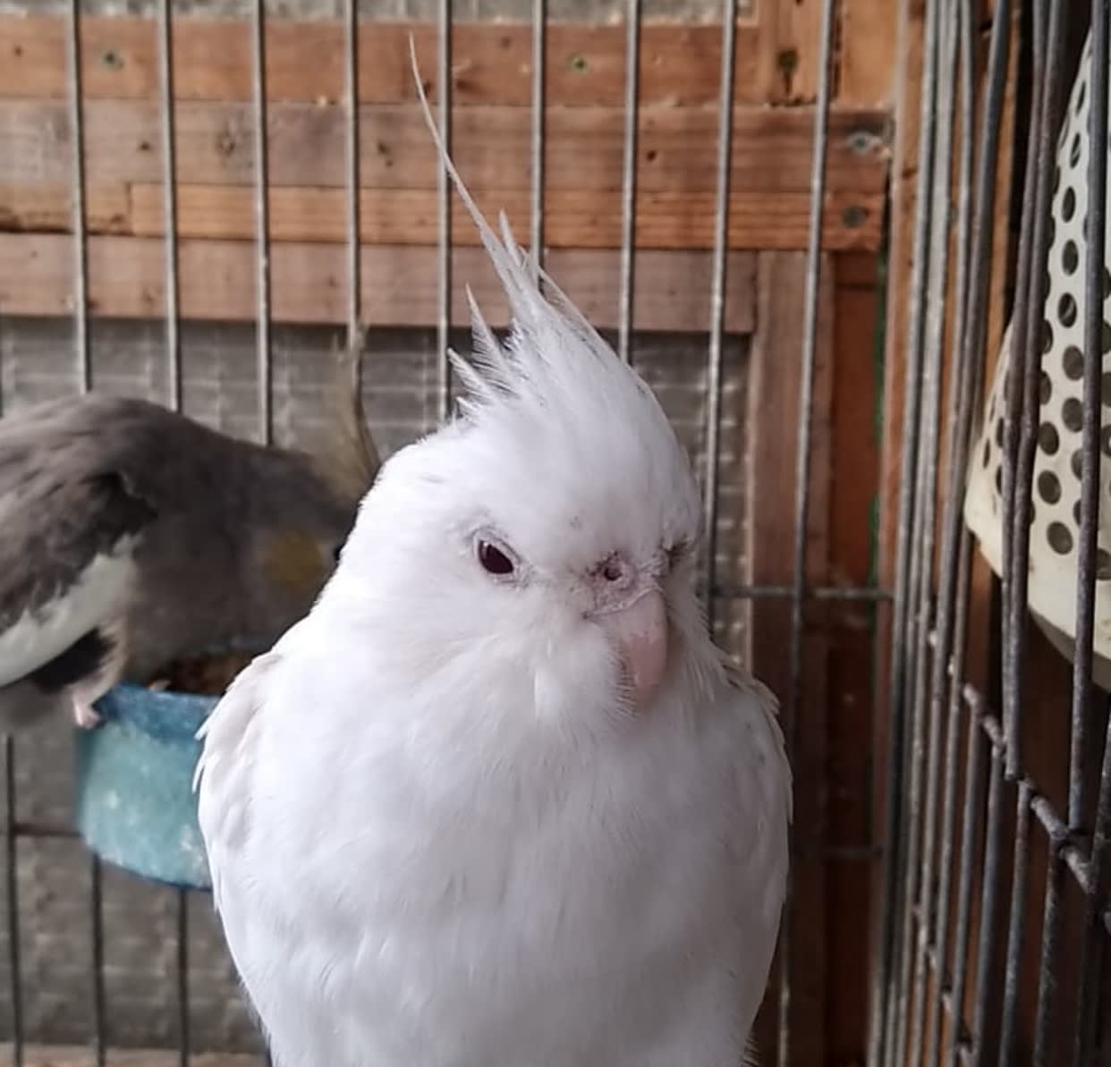 2 month old cockatiel