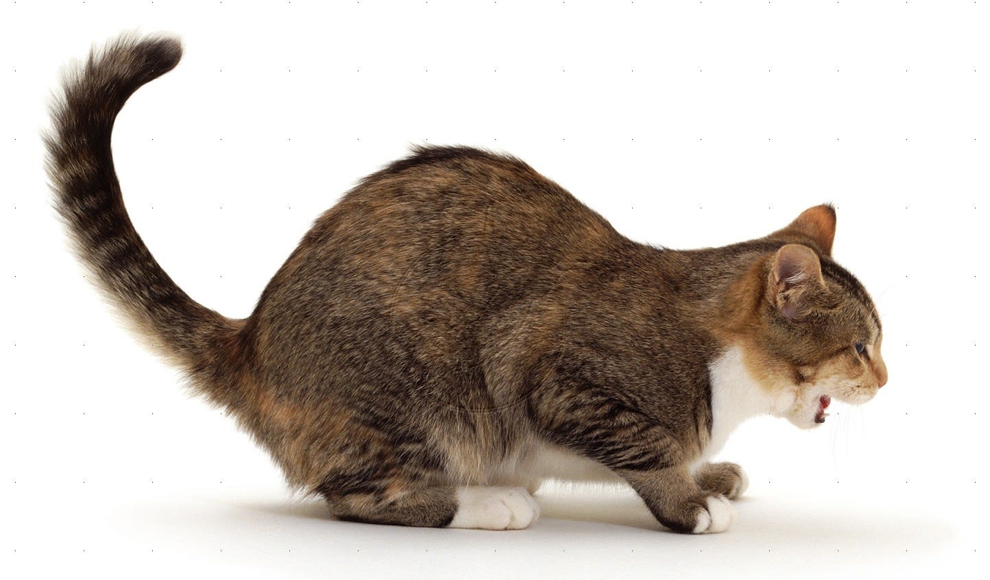 best hairball paste for cats