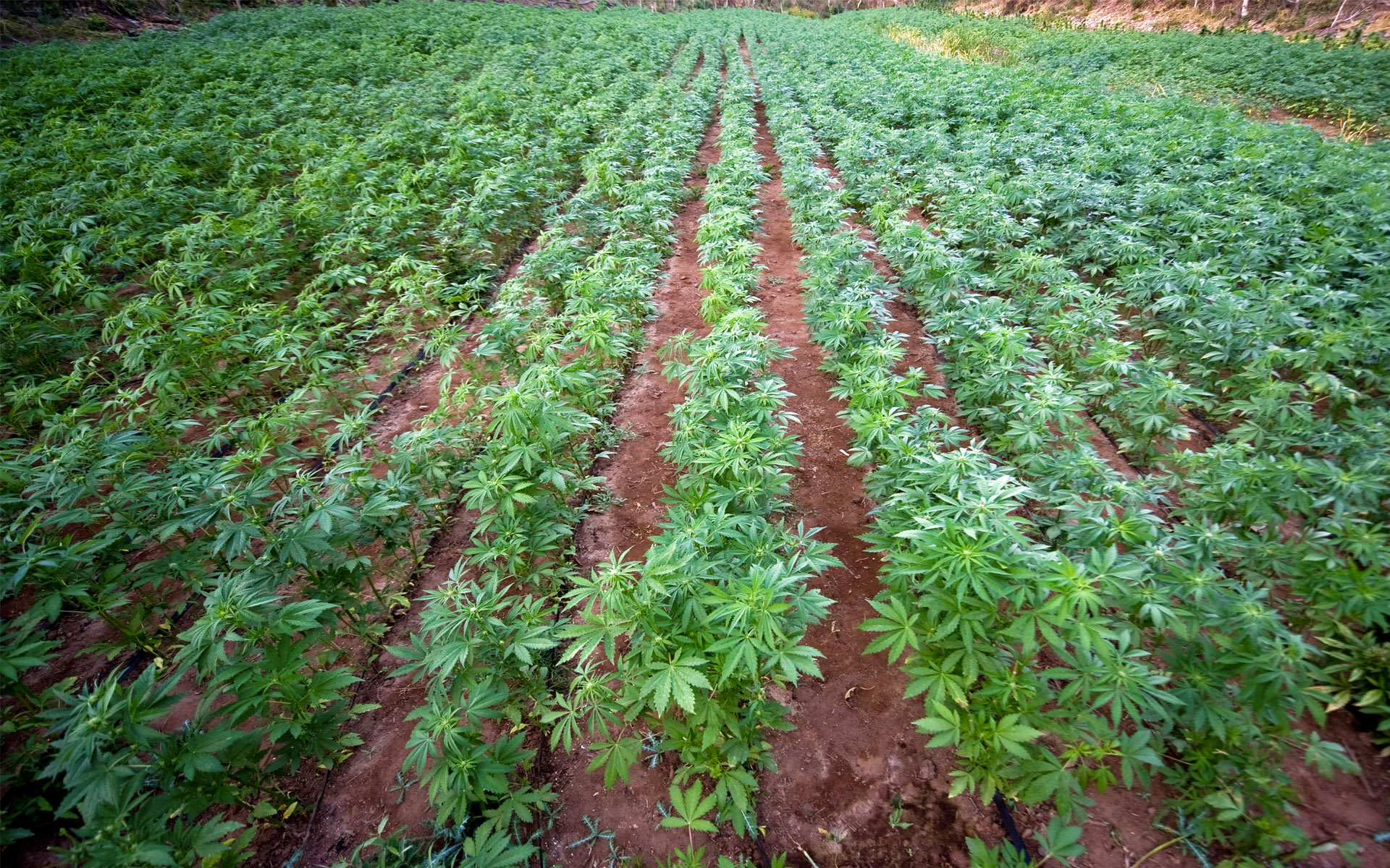 Marijuana Soil Guide Potent