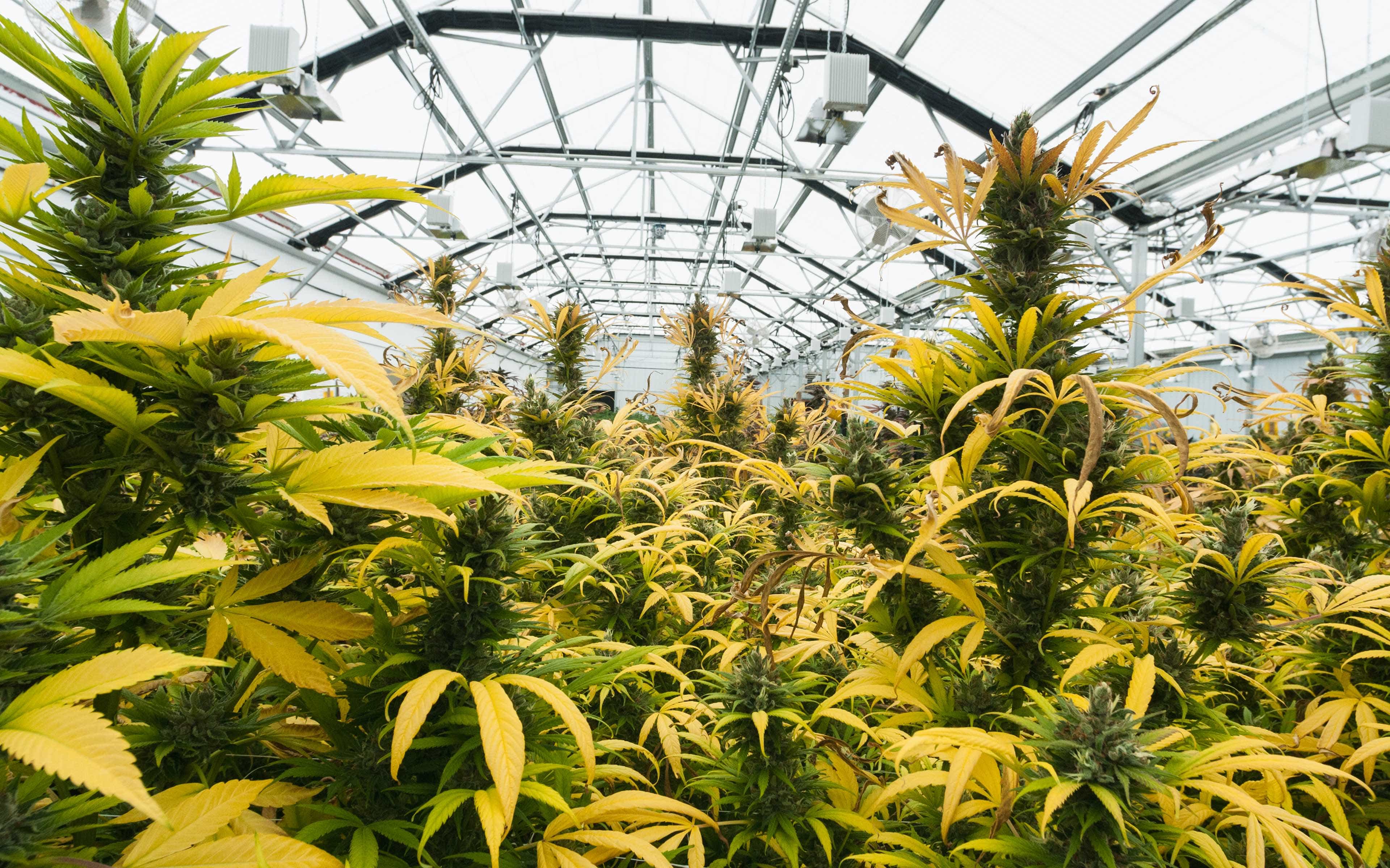 marijuana seedlings turning yellow