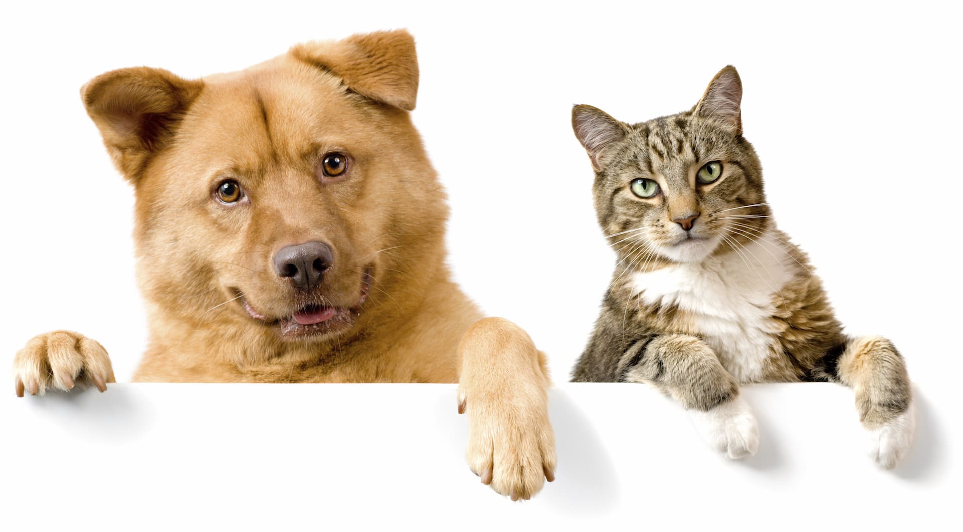 best dog breeds for cats