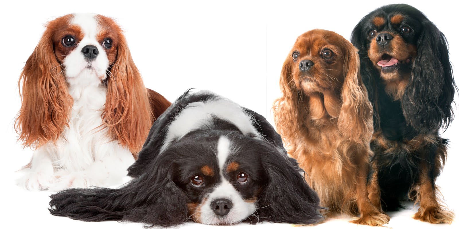 cavalier king charles spaniel colors