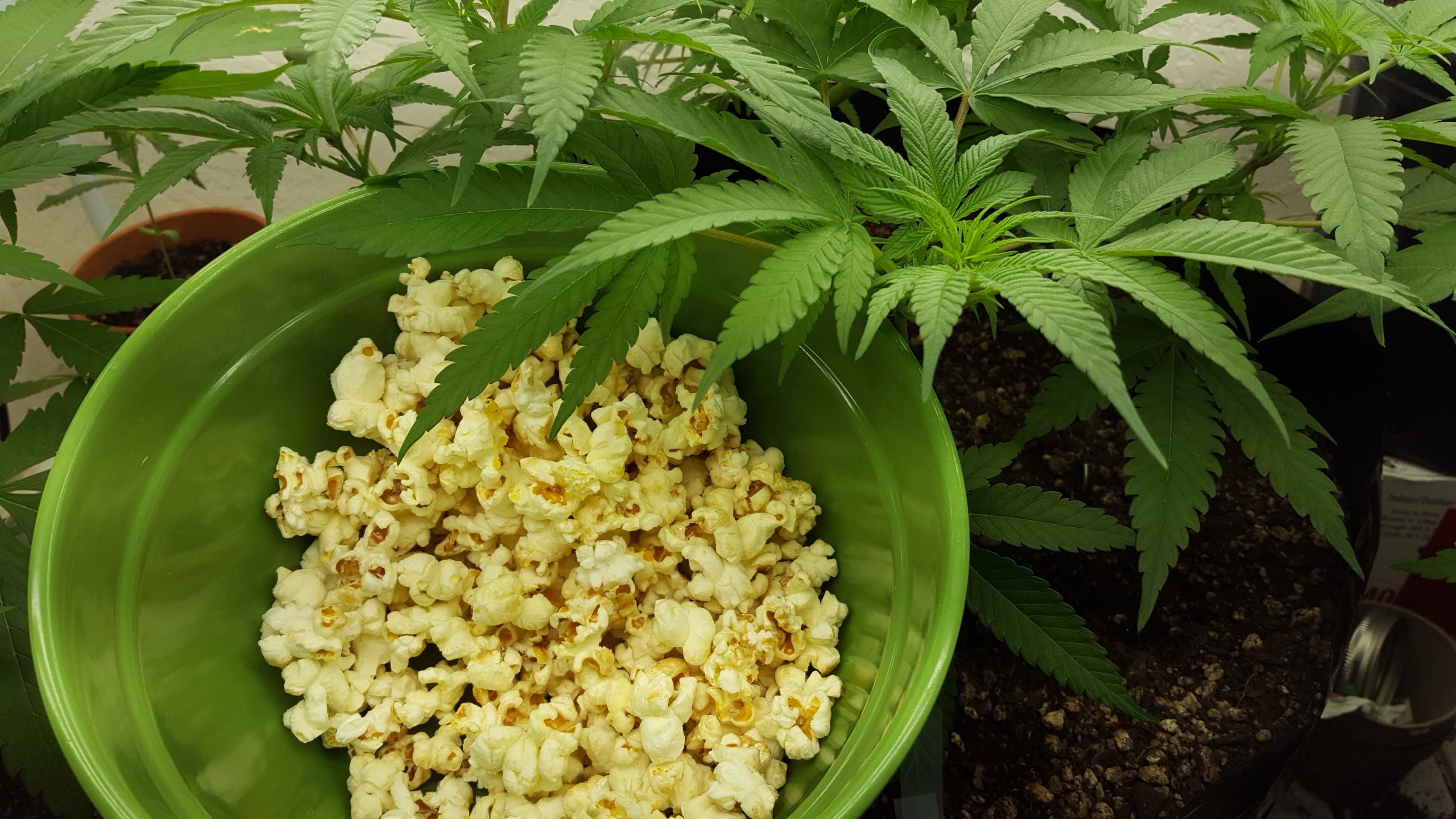 How To Make Pot Popcorn Potent