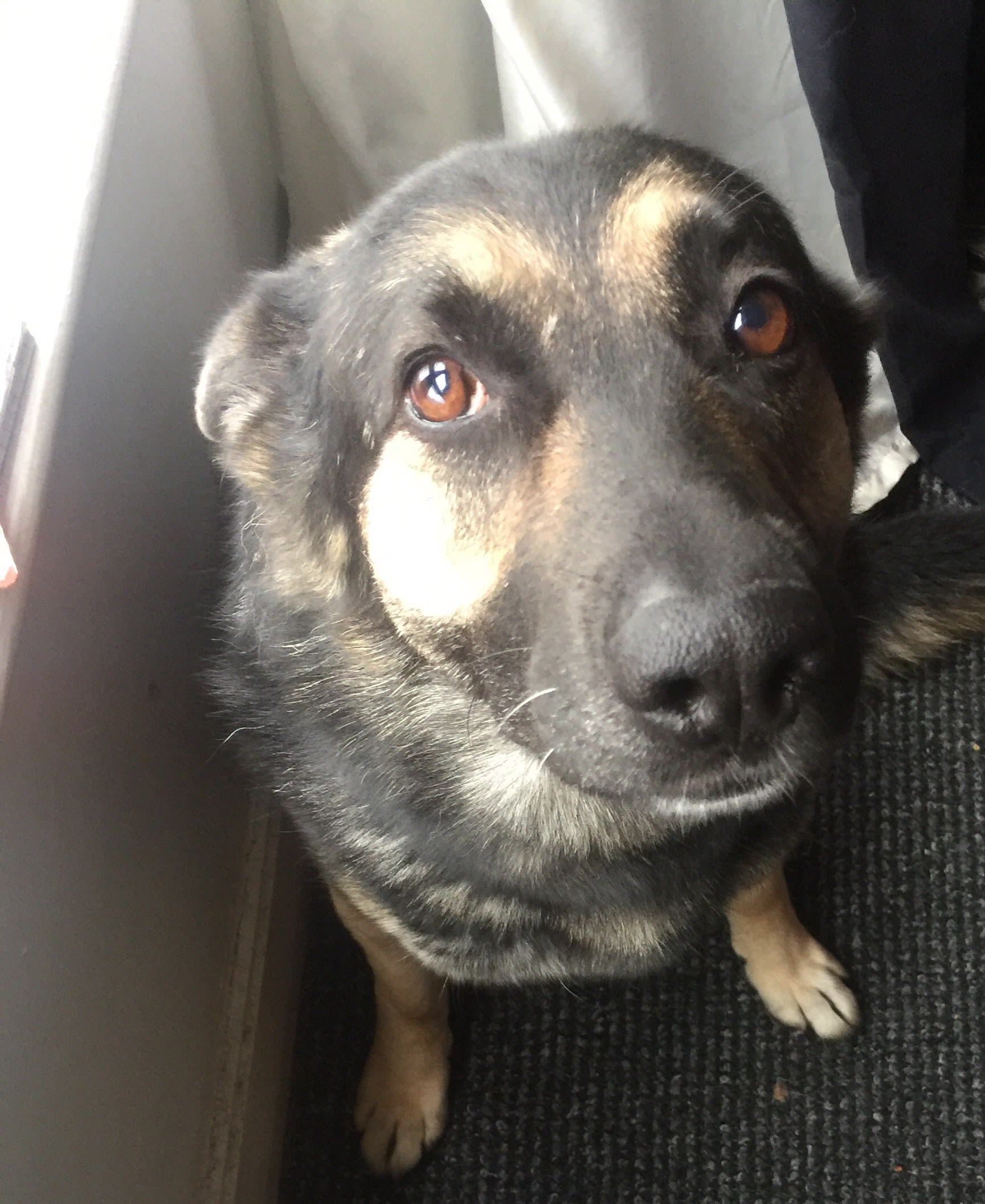 my dog saved my life stories