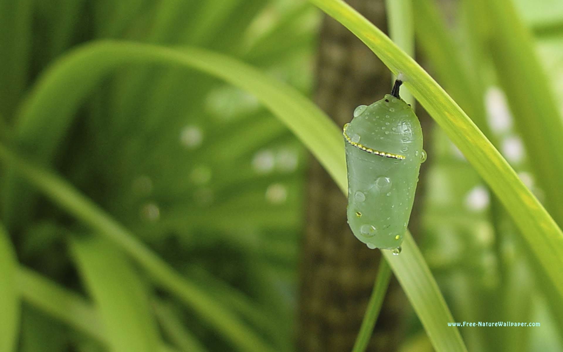 Butterfly Trapped In Its Cocoon 